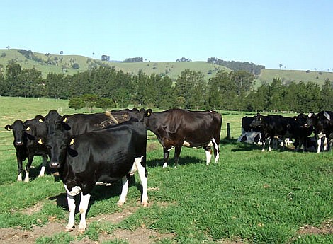 dairy cows