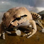 StutteringBarredFrog